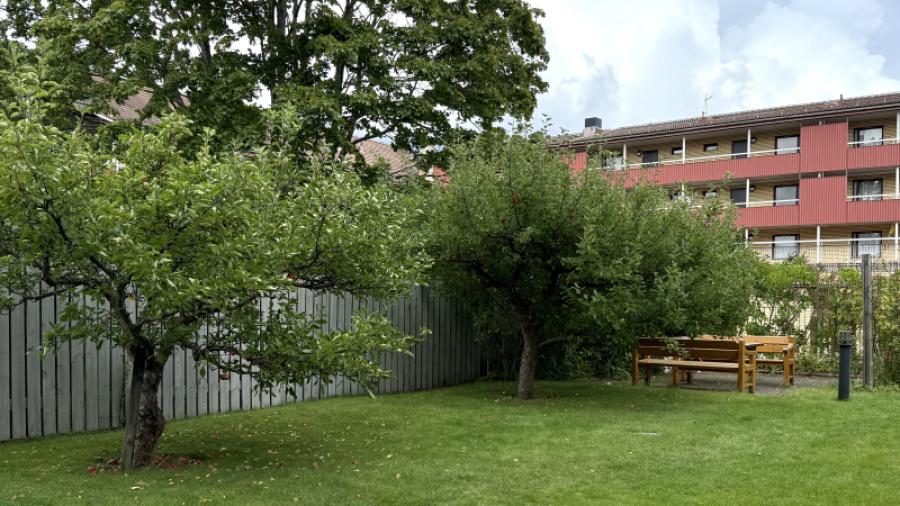 Äppelträd och uteplats.