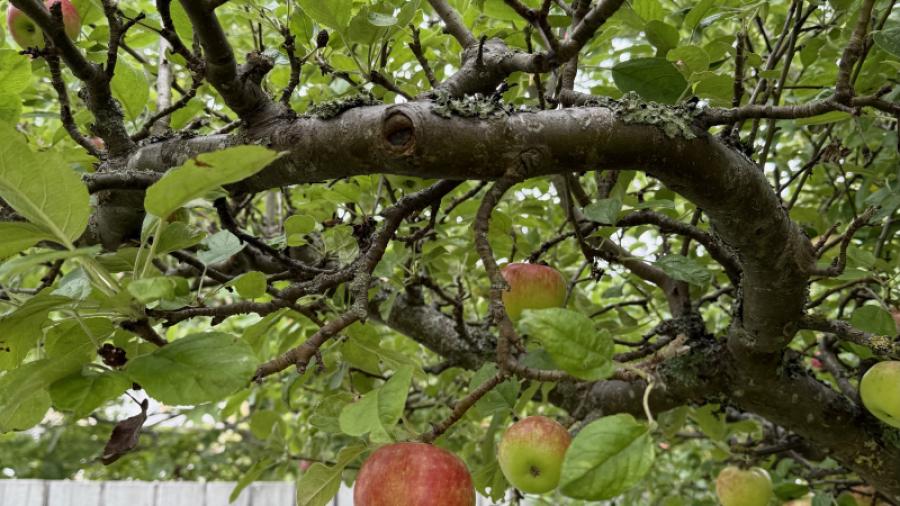 Äppelträd i trädgården.